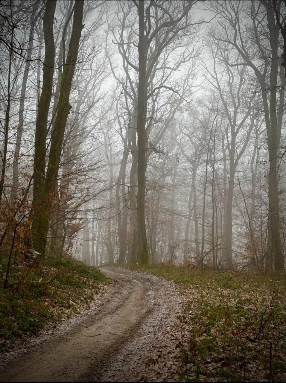 Туманна лісова стежка челенджу UZHTRAIL у лісі «Шахта»